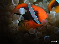 Tomato Anemone Fish, Redang Island, Malaysia. by Mohd Murtaza 